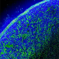 eingefärbte Zellen unter dem Mikroskop